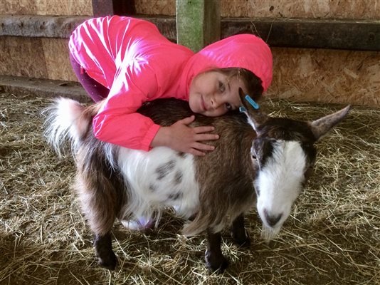 Goat cuddling